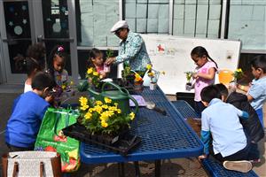 flower pots